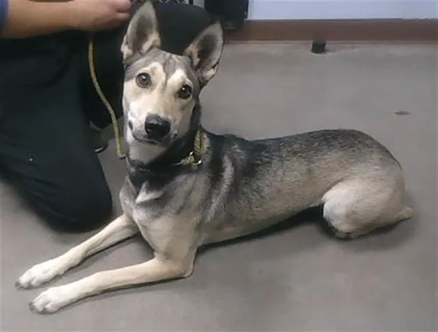 A young large-sized female German Shepherd Dog dog named Venus for adoption in Phoenix, AZ