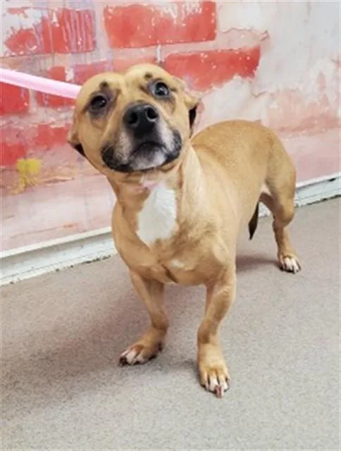 A young small-sized male Chihuahua dog named Kevin for adoption in San Bernardino, CA