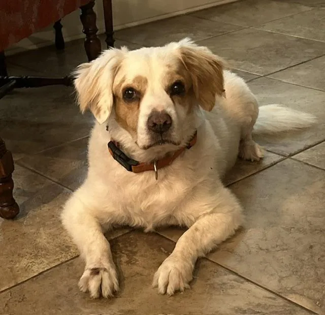 A senior medium-sized male White / Cream Wire Fox Terrier dog named Jasper Jack for adoption in Temple, TX