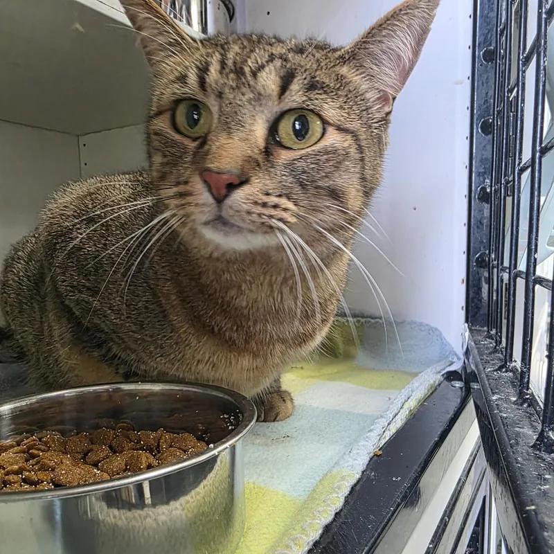 An adult small-sized female Brown / Chocolate Domestic Short Hair cat named Diana for adoption in Duncan, OK