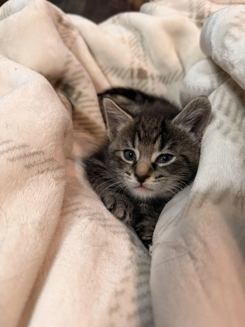 Road Runner thumbnail 3