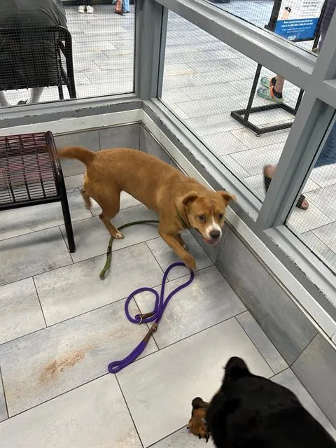 An adult large-sized female Pit Bull Terrier dog named Libby for adoption in Charlotte, NC