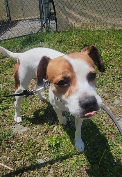 An adult small-sized male Parson Russell Terrier dog named Poe for adoption in Elmira, NY