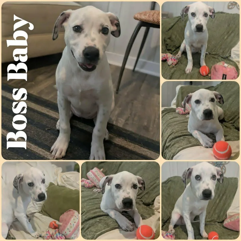 A baby medium-sized female White / Cream Terrier dog named Boss Baby for adoption in Ozark, AL