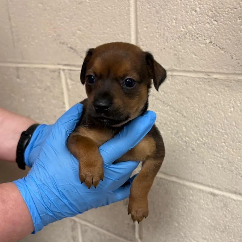 A baby small-sized female Brown / Chocolate Mixed Breed dog named Tootsie for adoption in East Hanover, NJ