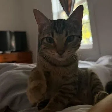A baby small-sized female Brown / Chocolate Domestic Short Hair cat named Lumina for adoption in South Elgin, IL