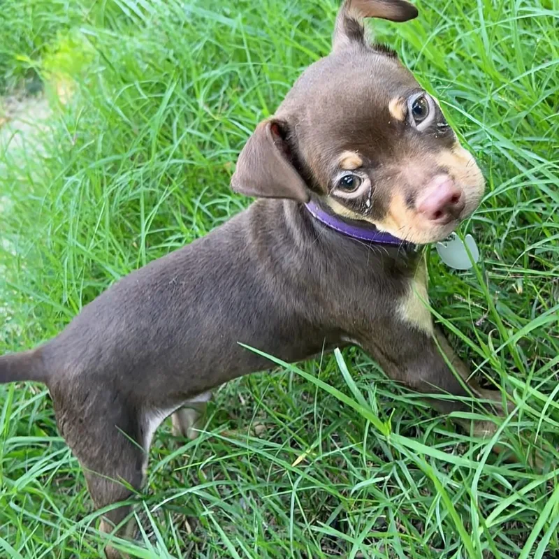 A baby medium-sized male Brown / Chocolate Chihuahua dog named Flan for adoption in Baldwin, MD
