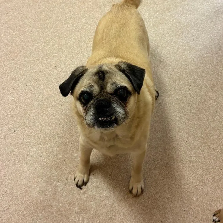 A senior small-sized male Pug dog named Gnocchi for adoption in Torrey, UT