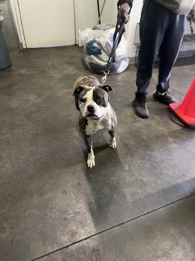 A young medium-sized female Pit Bull Terrier dog named Kiara for adoption in Los Angeles, CA