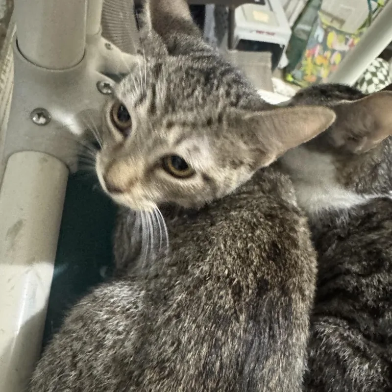 A young small-sized female Gray / Blue / Silver Domestic Short Hair cat named Ava for adoption in Dillon, SC