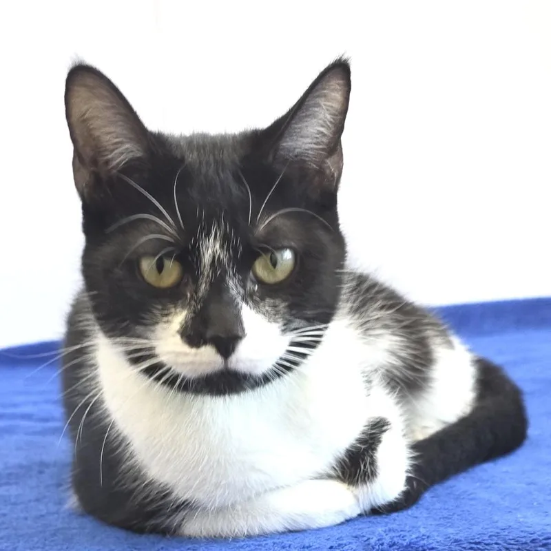 Puppeteer thumbnail 2