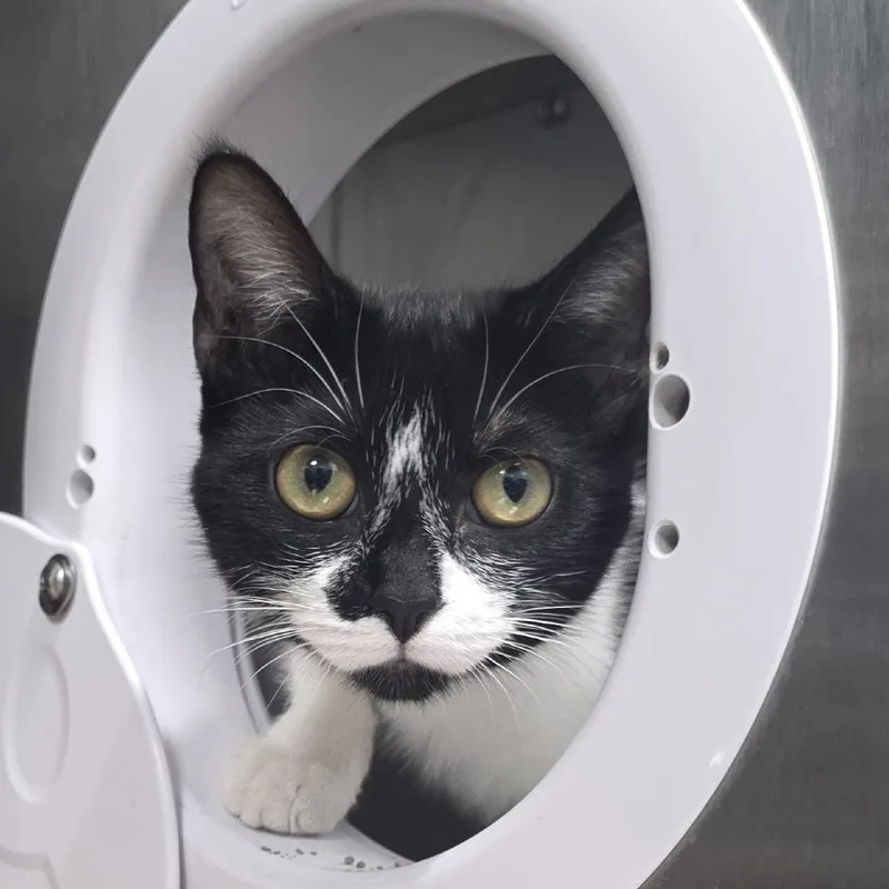 Puppeteer thumbnail 3