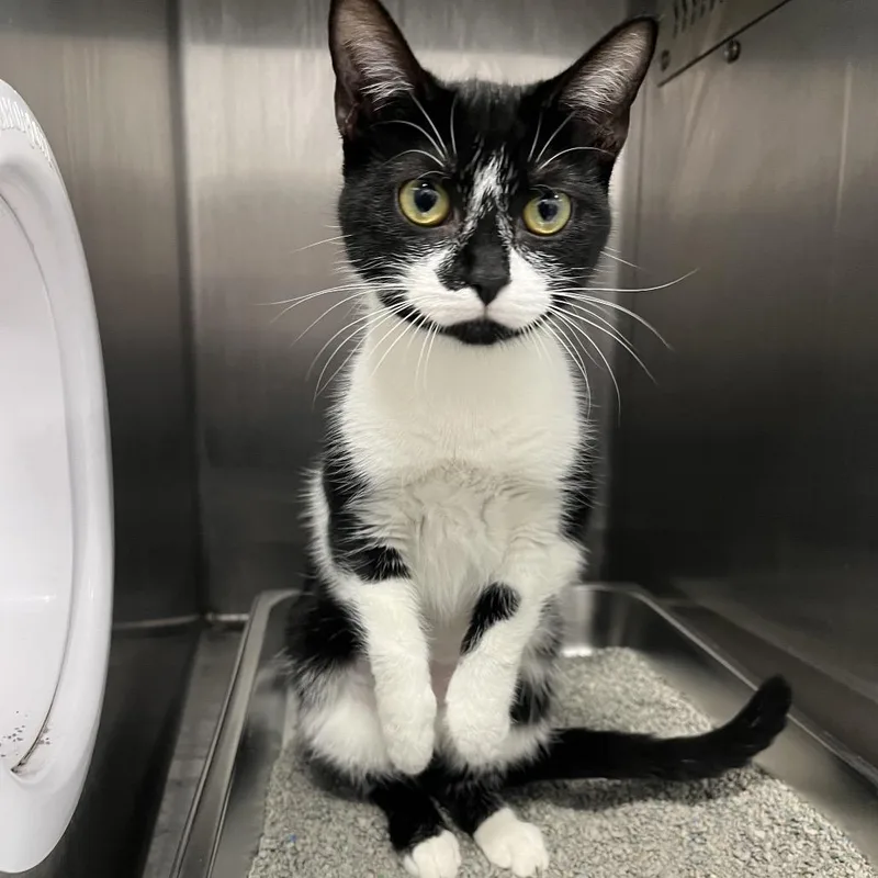 Puppeteer thumbnail 4