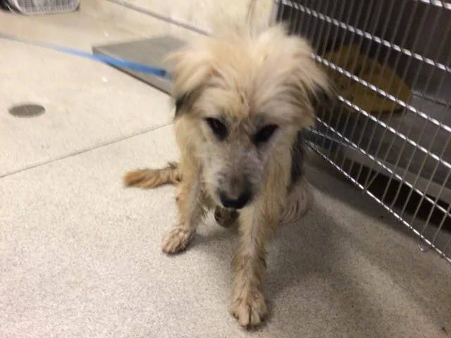A young large-sized male Shepherd dog named James for adoption in Riverside, CA
