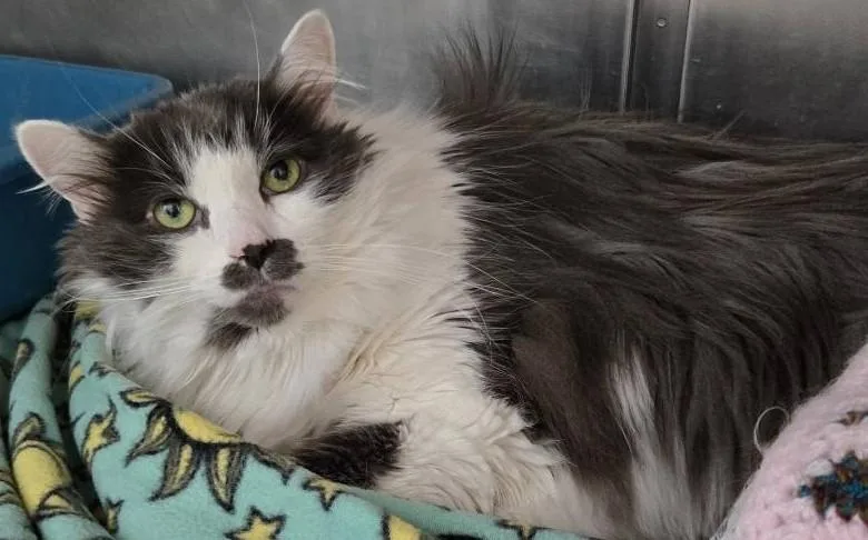 An adult extra large-sized male Gray & White Domestic Long Hair cat named Dollar Biggie Bag for adoption in Yorkville, IL
