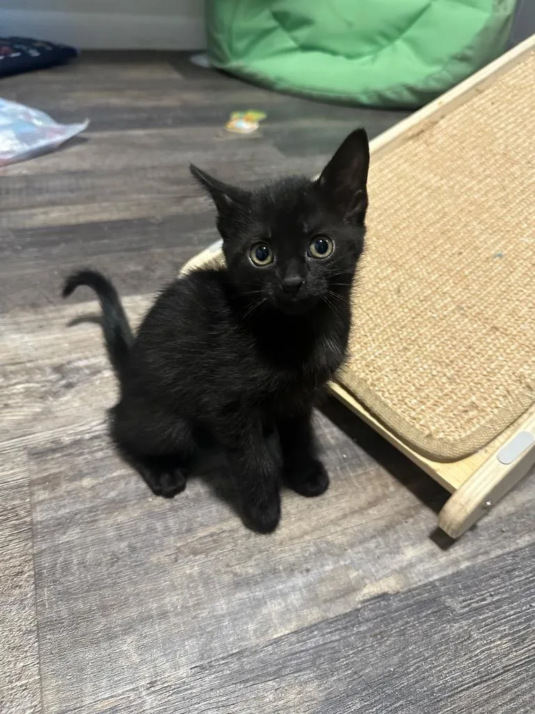 A baby medium-sized male Domestic Short Hair cat named Pax for adoption in Tampa, FL