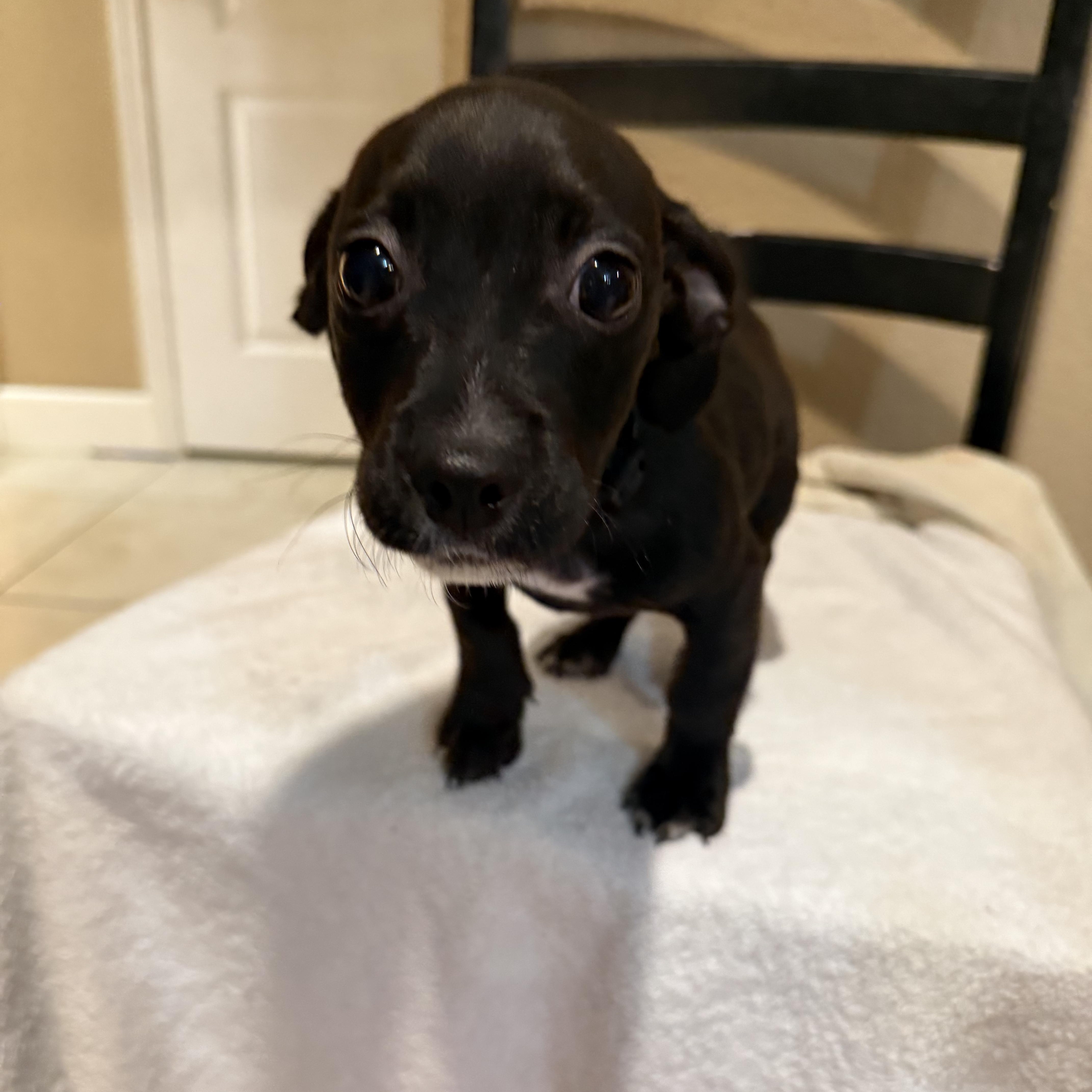 A baby small-sized male Black Chihuahua dog named Kylo for adoption in Brentwood, CA
