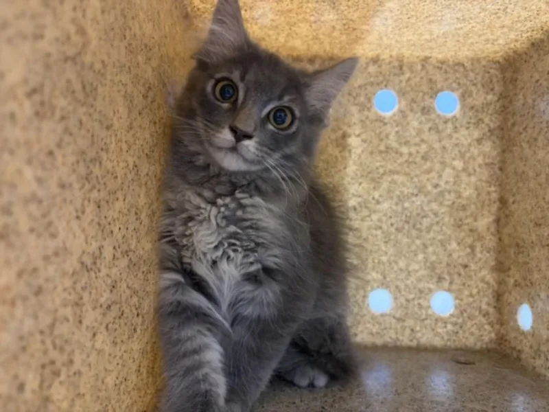 A baby small-sized male Domestic Long Hair cat named Billy for adoption in Loveland, CO