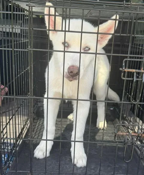 A baby medium-sized female White / Cream Husky dog named Luna for adoption in Crosby, TX