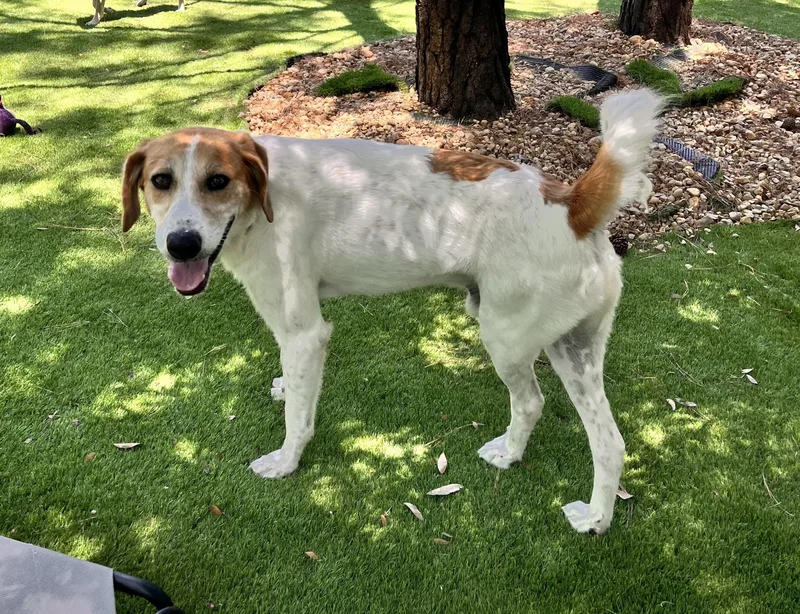 An adult medium-sized male Tricolor (Brown, Black, & White) English Coonhound dog named Dunkin for adoption in Pawleys Island, SC