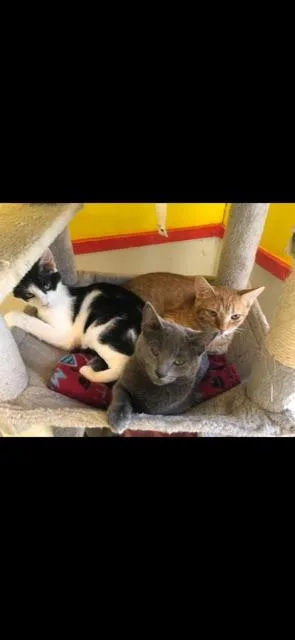 Cumulus! thumbnail 3