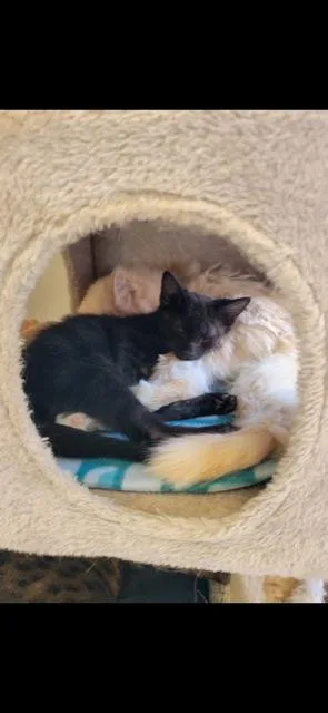 Cumulus! thumbnail 4