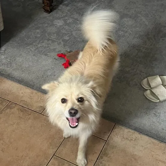 An adult medium-sized male White / Cream Pomeranian dog named River for adoption in Mission Hills, CA