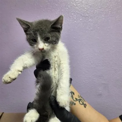 A baby small-sized male White Domestic Short Hair cat named 61274457 for adoption in El Paso, TX
