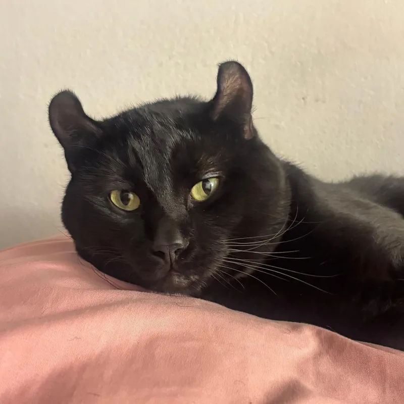 An adult medium-sized male Black American Curl cat named Zorro for adoption in South Elgin, IL
