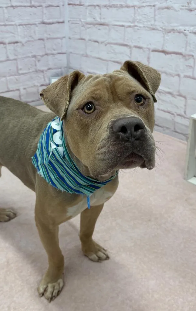 A young large-sized male Mixed Breed dog named Pepperidge Farm for adoption in Detroit, MI