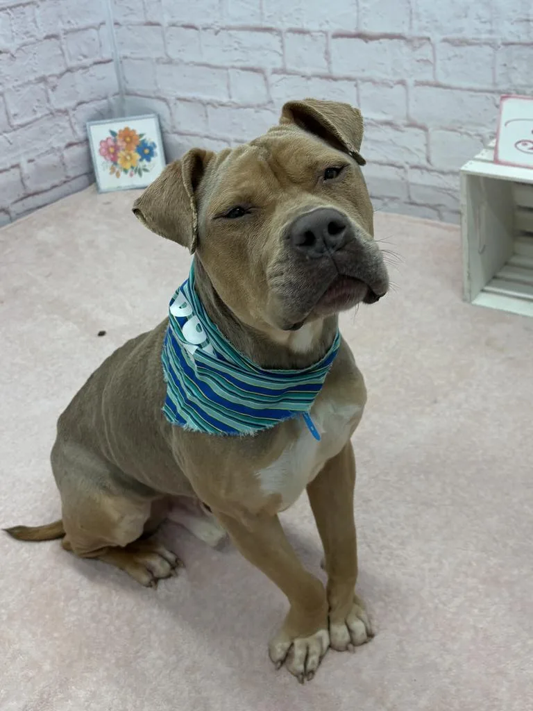 Pepperidge Farm thumbnail 2