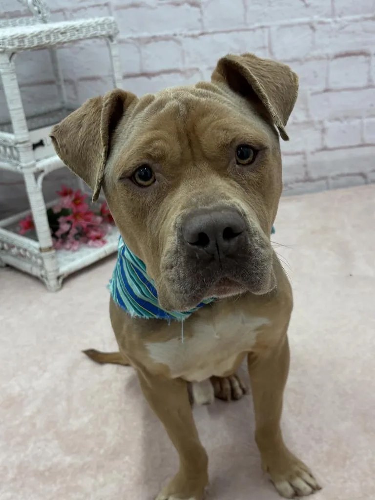 Pepperidge Farm thumbnail 3