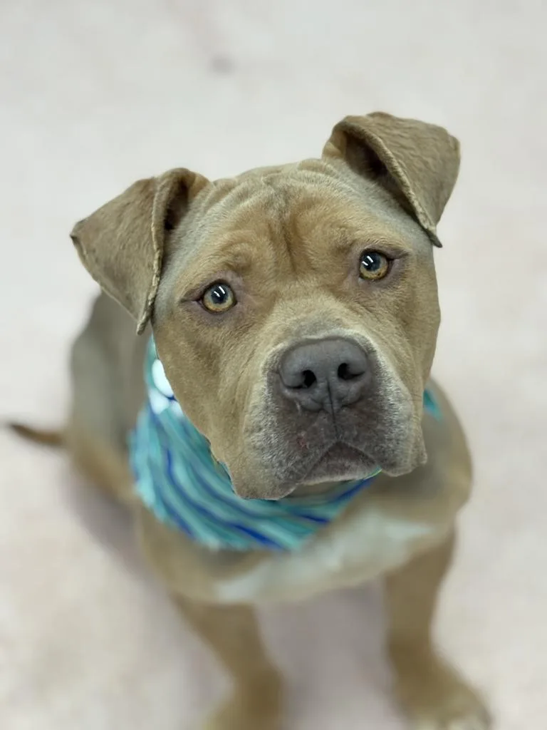 Pepperidge Farm thumbnail 4