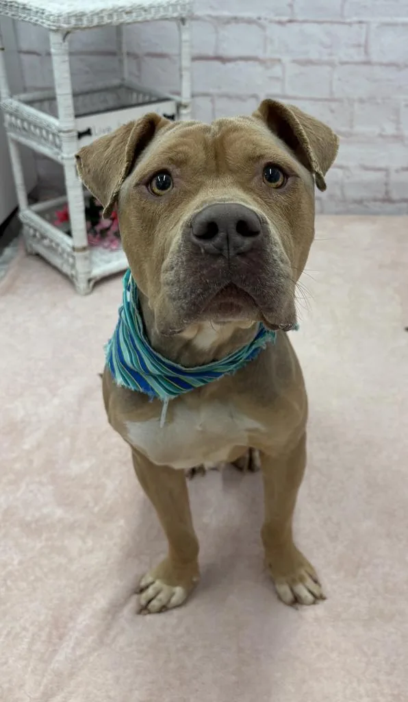 Pepperidge Farm thumbnail 5