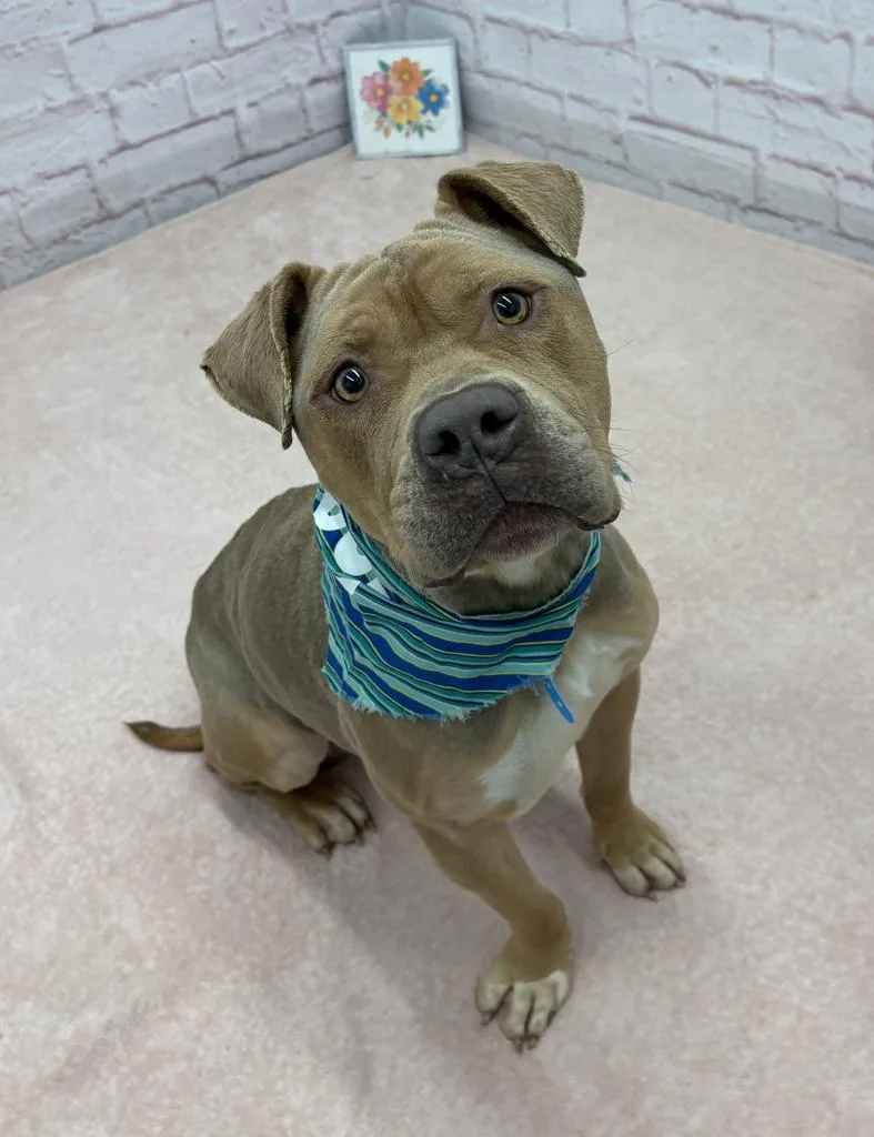 Pepperidge Farm thumbnail 6