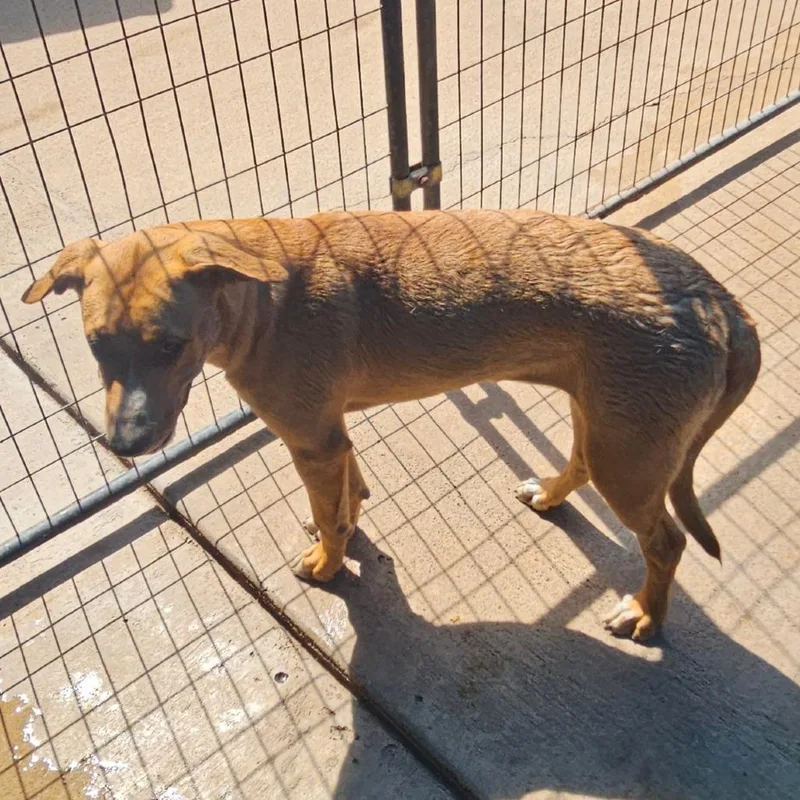 A young medium-sized female Brown / Chocolate Labrador Retriever dog named Soraya for adoption in Lake Jackson, TX