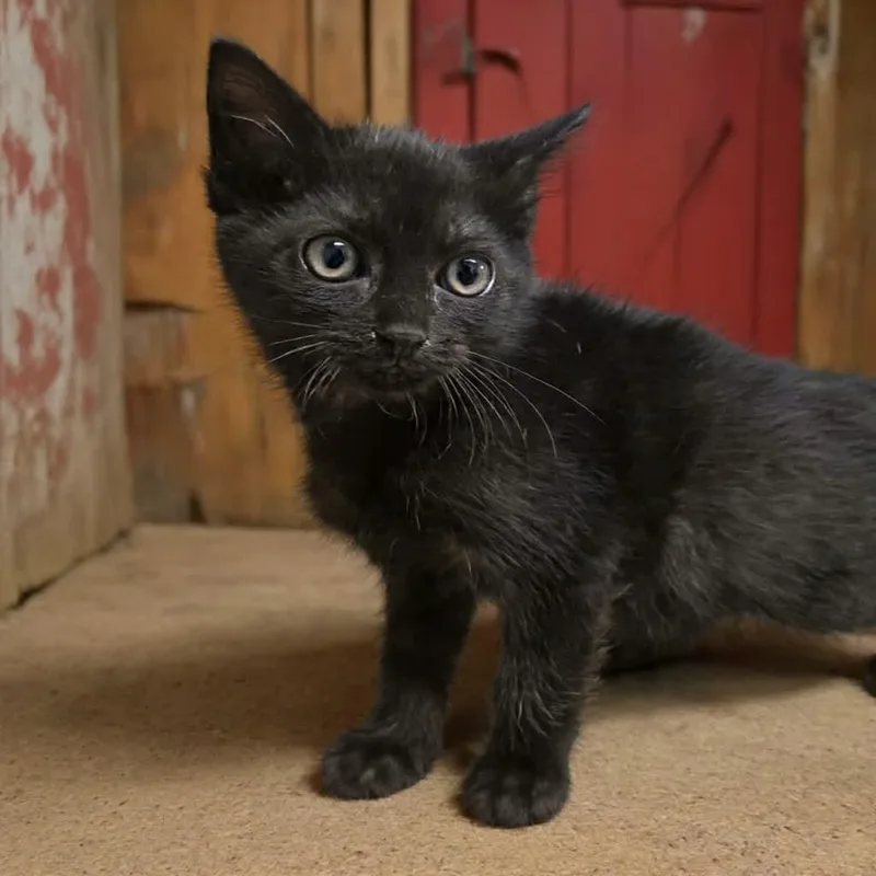 A young medium-sized female Black Domestic Short Hair cat named Gadget for adoption in Xenia , OH