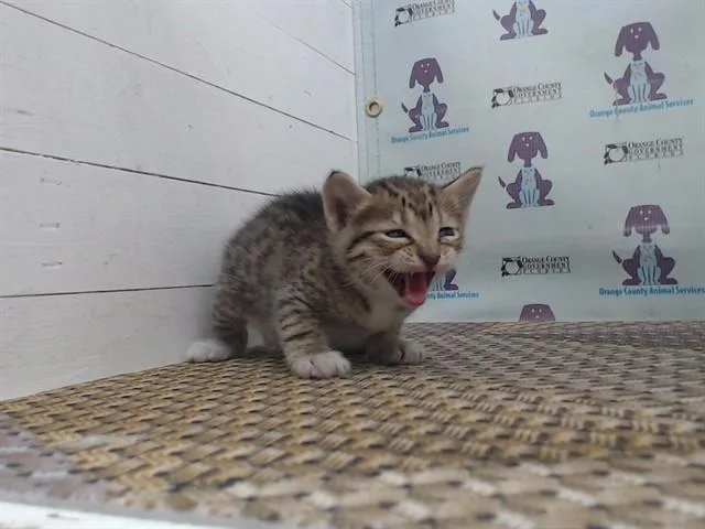 A baby small-sized male Domestic Medium Hair cat named Elphie for adoption in Orlando, FL
