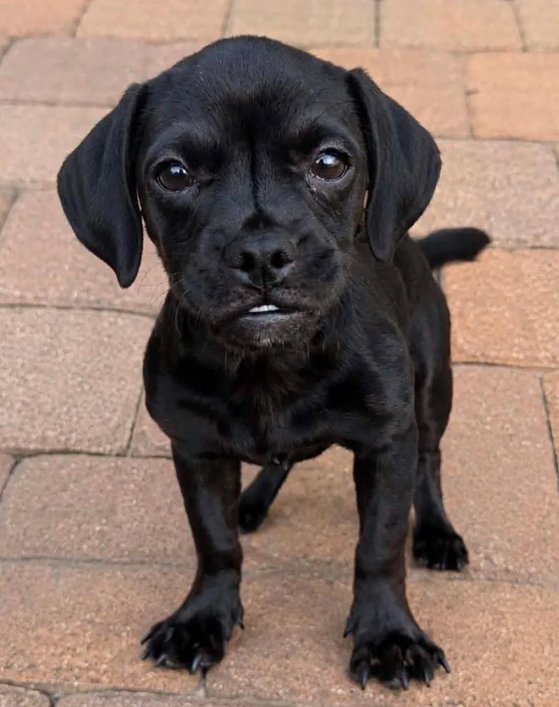 A baby small-sized male Black Puggle dog named Toothless for adoption in San Tan Valley, AZ