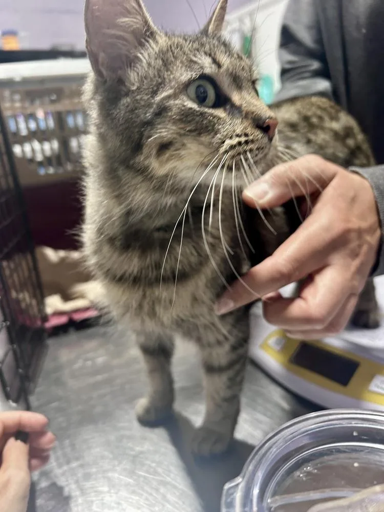 A young medium-sized female Domestic Short Hair cat named Penelope for adoption in Ferndale, MI