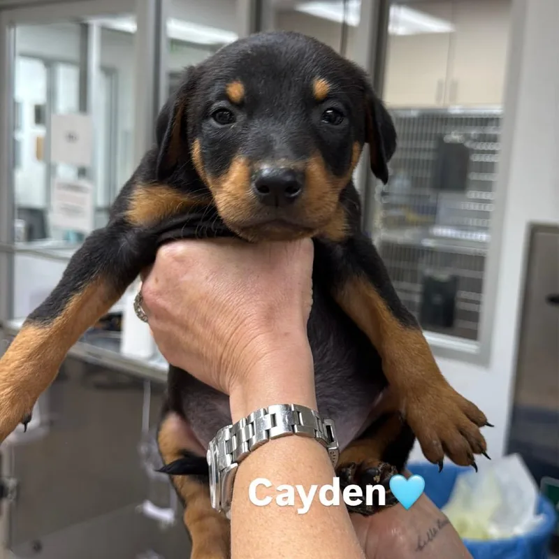 Cayden thumbnail 2