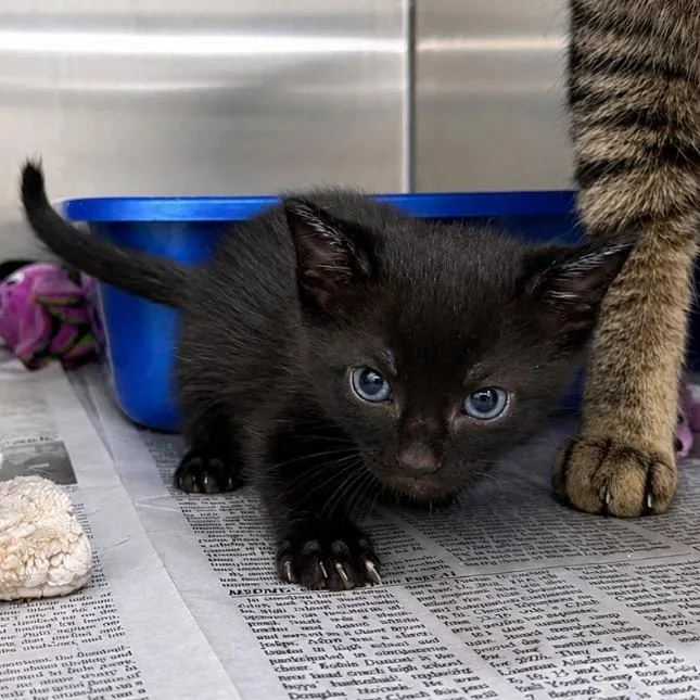 A baby small-sized male Black Domestic Short Hair cat named Thumper for adoption in Mount Vernon, IN