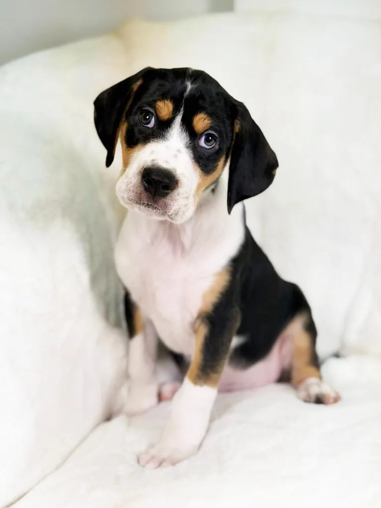 Herb Litter  Dill thumbnail 2