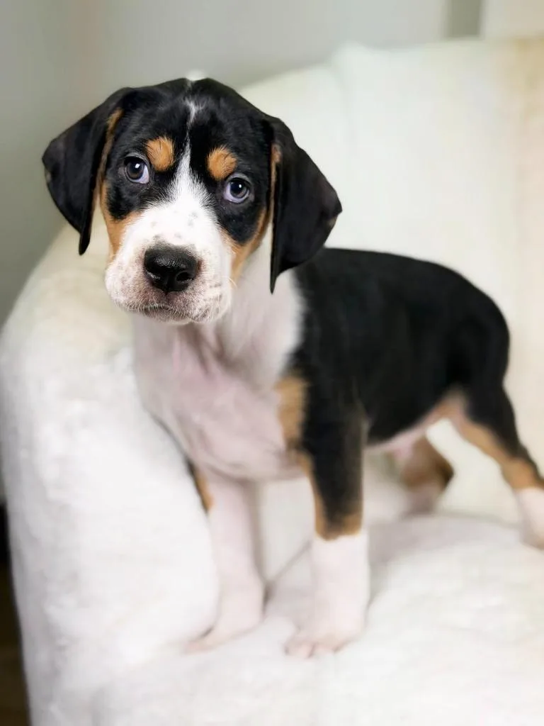 Herb Litter  Dill thumbnail 3