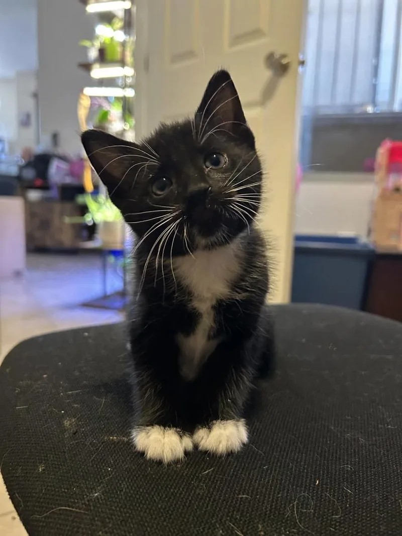 A baby small-sized male Black Domestic Medium Hair cat named Oreo Amor for adoption in Chandler, AZ
