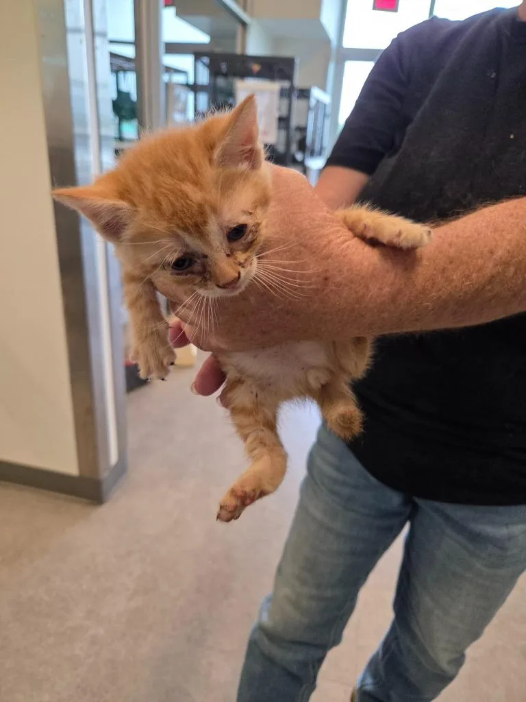 A baby small-sized male Siamese cat named Cj for adoption in Bossier City, LA
