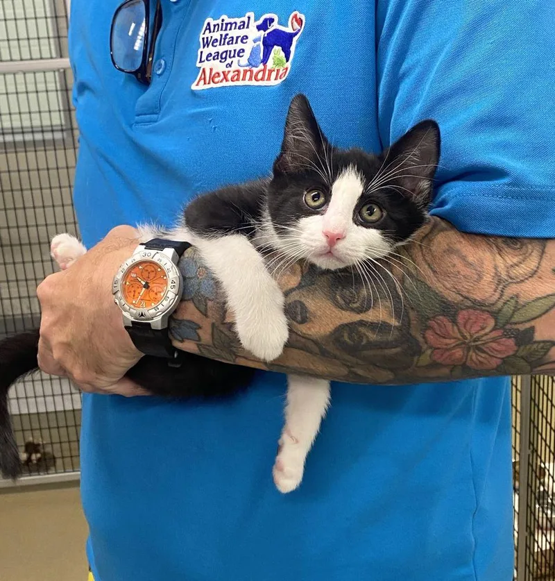 A baby small-sized male Black Domestic Short Hair cat named Quark for adoption in Alexandria, VA