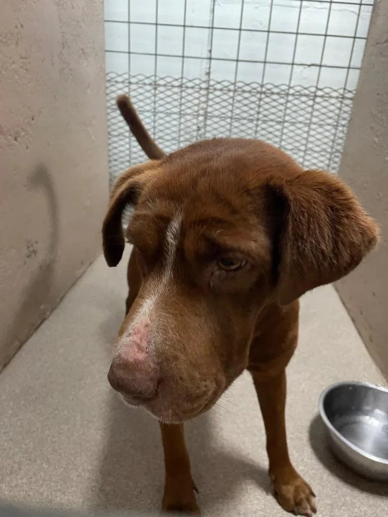 A young medium-sized male Labrador Retriever dog named Brewer for adoption in New Braunfels, TX