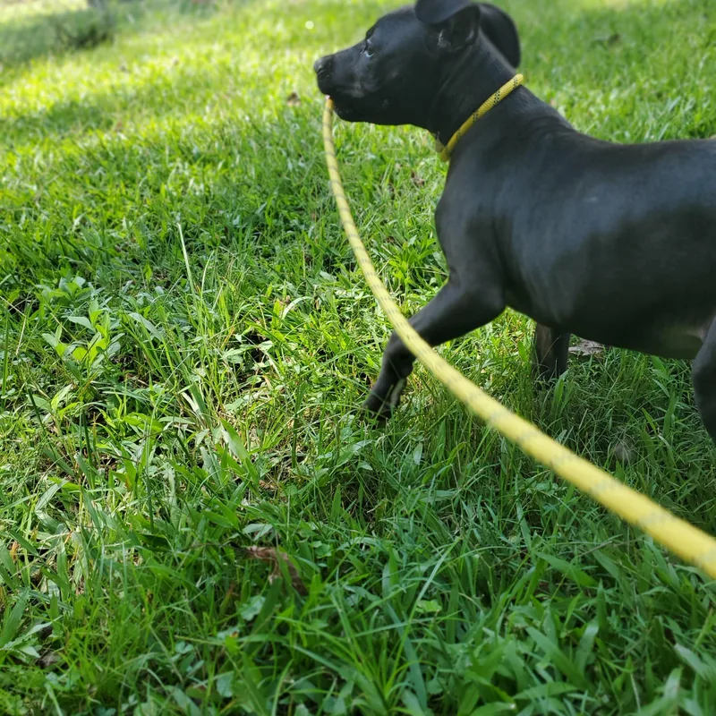 A baby medium-sized male Terrier dog named Kobe for adoption in Petersburg, VA