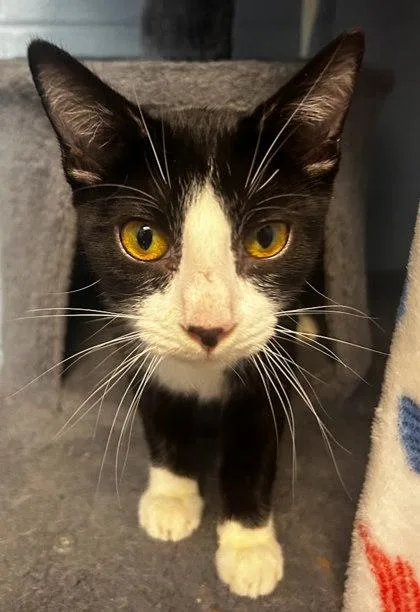 A young small-sized male Domestic Short Hair cat named Theodore for adoption in Munster, IN